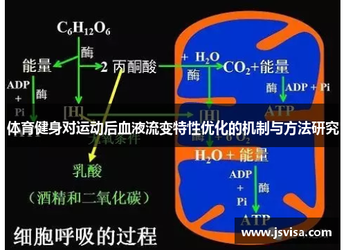 体育健身对运动后血液流变特性优化的机制与方法研究